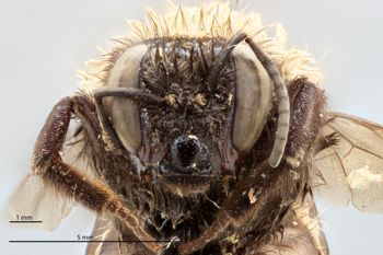 Media type: image;   Entomology 812107 Description: Specimen documentation photo of head frontal viewfrom specimen MCZ:Ent:812107, captured on2024-12-16;  Aspect: head frontal view